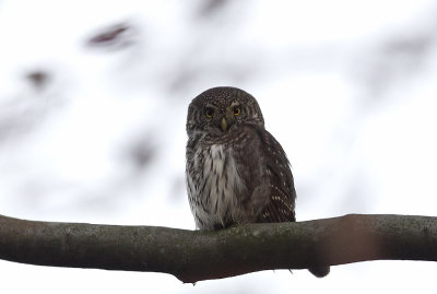 Pygmy Owl (Sparvuggla) Glaucidium passerinum - CP4P1961.jpg