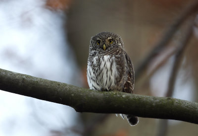 Pygmy Owl (Sparvuggla) Glaucidium passerinum -CP4P2038.jpg