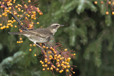 Dusky Thrush (Bruntrast) Turdus naumanni eunomus - CP4P2213.jpg