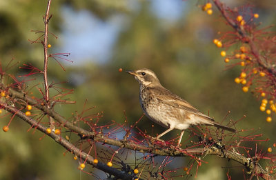 Dusky Thrush (Bruntrast) Turdus naumanni eunomus - CP4P2363.jpg