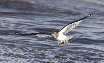 Sabine´s Gull (Tärnmås) Xema sabini - CP4P2867.jpg