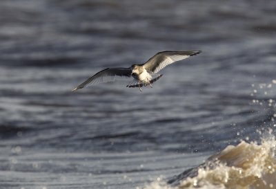 Sabine´s Gull (Tärnmås) Xema sabini - CP4P2765.jpg