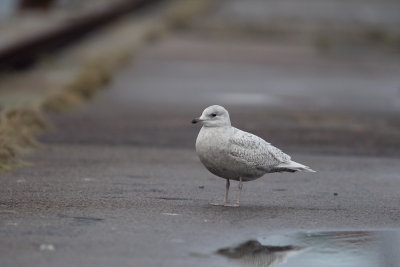 Iceland Gull (Vitvingad trut) Larus glaucoides -CP4P3064.jpg