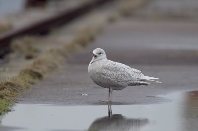 Iceland Gull (Vitvingad trut) Larus glaucoides - CP4P3007.jpg