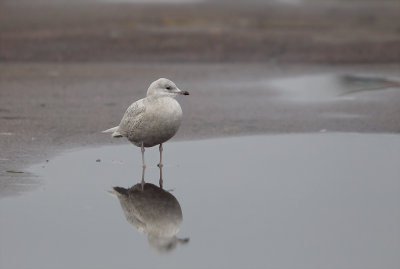 Iceland Gull (Vitvingad trut) Larus glaucoides - CP4P3037.jpg