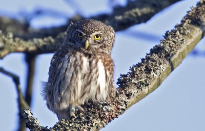 Pygmy Owl (Sparvuggla) Glaucidium passerinum  - CP4P3505.jpg