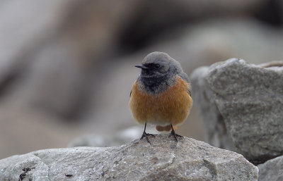 Eastern Black Redstart (stlig svart rdstjrt) Phoenicurus ochruros phoenicuroides -  CP4P5180.jpg