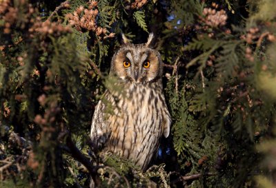 Long-eared Owl (Hornuggla) Asio otus - CP4P5239.jpg