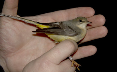 Grey Wagtail (Forsrla) Motacilla cinerea - IMG_6346.jpg