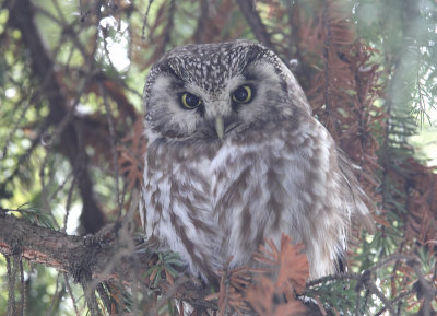 Boreal Owl (Prluggla) Aegolius funereus - CP4P5394.jpg