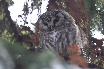 Boreal Owl (Prluggla) Aegolius funereus - CP4P5460.jpg