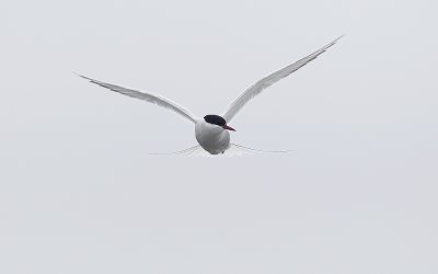 Arctic Tern (Silvertrna) Sterna paradisea - CP4P8064.jpg