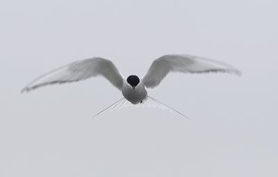 Arctic Tern (Silvertrna) Sterna paradisea - CP4P8070.jpg
