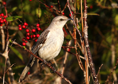 Northern Mockingbird-IMG_2667.jpg