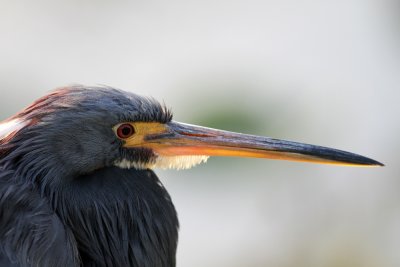 Tricolored Heron-IMG_2720.jpg