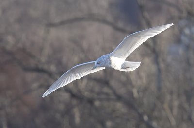 Iceland Gull (Vitvingad trut) Larus glaucoides  - CP4P4616.jpg