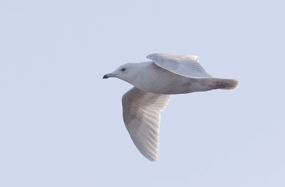 Iceland Gull (Vitvingad trut) Larus glaucoides  - CP4P4305.jpg