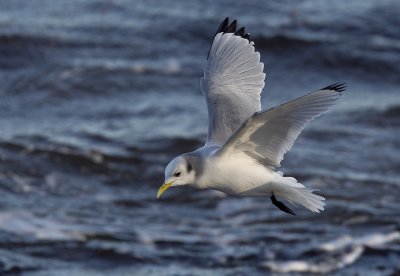 Kittiwake