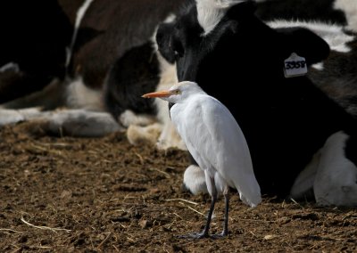 Cattle Egret (Kohger) Bubulcus ibis - IMG_5280.jpg