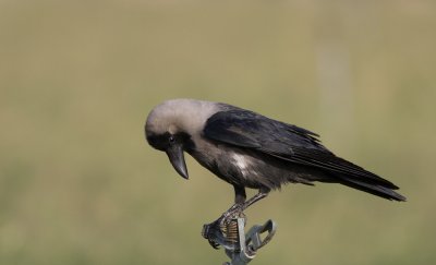 House Crow (Huskrka) Corvus splendens - IMG_5811.jpg