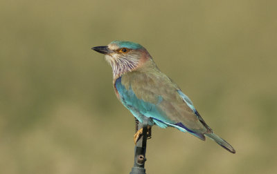 Indian Roller (Indisk blkrka) Coracias benghalensis - IMG_5840.jpg