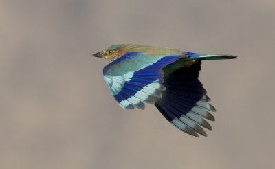 Indian Roller (Indisk blkrka) Coracias benghalensis  - IMG_5827.jpg