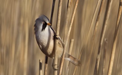 Bearded Tit (Skggmes) Panurus biarmicus - CP4P5757.jpg