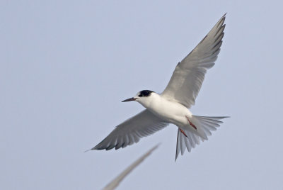 Common Tern? - IMG_5585.jpg