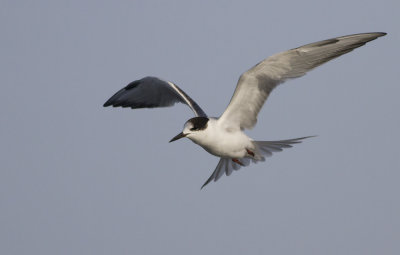 Common Tern? - IMG_5576.jpg