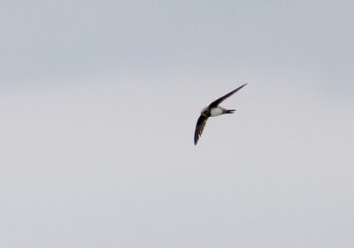 Alpine Swift (Alpseglare) Apus melba - IMG_5321.jpg