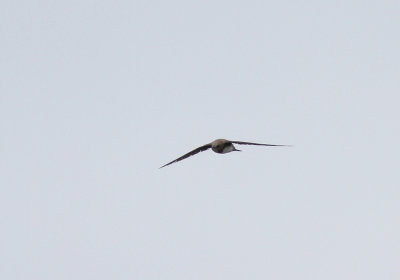 Alpine Swift (Alpseglare) Apus melba - IMG_5342.jpg