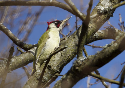 Green Woodpecker (Grngling) Picus viridis - CP4P5940.jpg