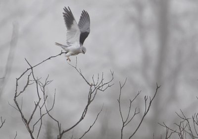 Black-winged Kite (Svartvingad glada) Elanus caeruleus - CP4P6390.jpg
