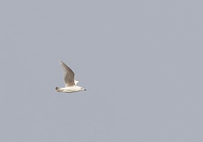 Herring Gull (Grtrut) Larus argentatus - CP4P6171.jpg