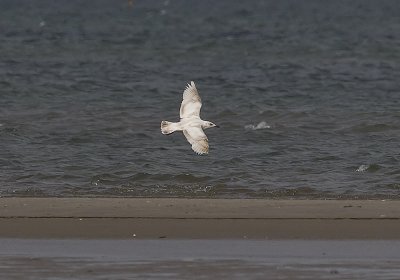 Herring Gull (Grtrut) Larus argentatus - CP4P6167.jpg