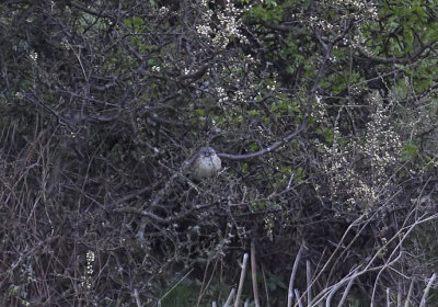Black-faced Bunting (Gråhuvad sparv) Emberiza spodocephala - CP4P6944.jpg