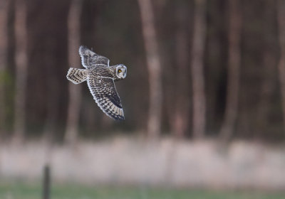 Short-eared Owl (Jorduggla) Asio flammeus - CP4P7056.jpg