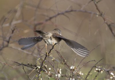 Common Whitethroat (Trnsngare) Sylvia communis - CP4P7227.jpg