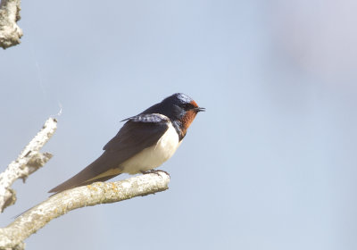 Barn Swallow (Ladusvala) Hirundo rustica - CP4P7320.jpg
