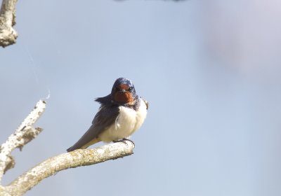 Barn Swallow (Ladusvala) Hirundo rustica - CP4P7326.jpg