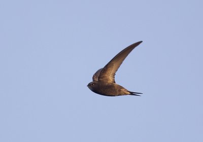 Common Swift (Tornseglare) Apus apus - CP4P7869.jpg