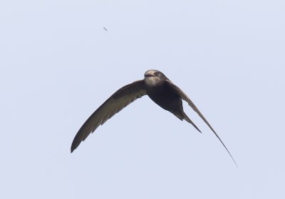 Common Swift (Tornseglare) Apus apus - CP4P8573.jpg