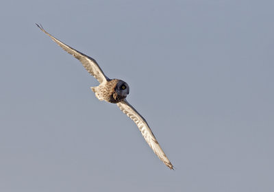 Short-eared Owl (Jorduggla) Asio flammeus - CP4P7969.jpg