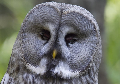 Great Grey Owl (Lappuggla) Strix nebulosa - CP4P8920.jpg