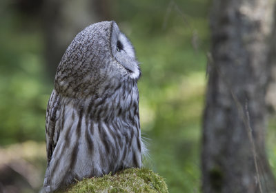 Great Grey Owl (Lappuggla) Strix nebulosa - CP4P8954.jpg