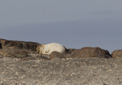 Polar bear (Ursus maritimus) CP4P1341.jpg