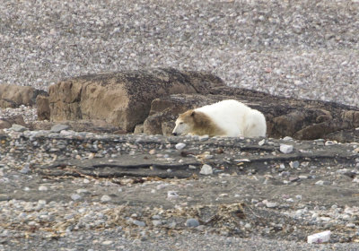 Polar bear (Ursus maritimus) CP4P1429.jpg