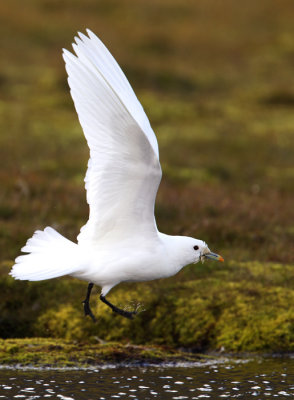Ivory Gull (Isms) Pagophila eburnea CP4P0494.jpg
