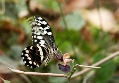 Citrus Swallowtail  (Papilio demodocus)