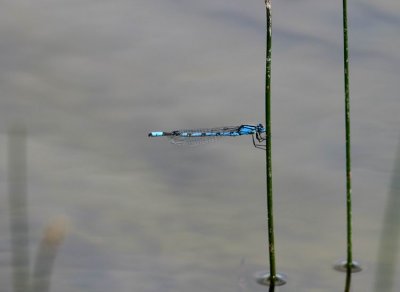 Azure Damselfly (Ljus u-flickslända) Coenagrion puella